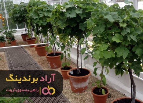 چرا نهال انگور سیاه فروش بیشتری دارد؟