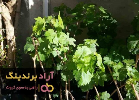 چرا نهال انگور سیاه فروش بیشتری دارد؟