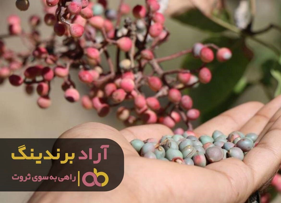 قیمت پسته کوهی صادراتی گران شد