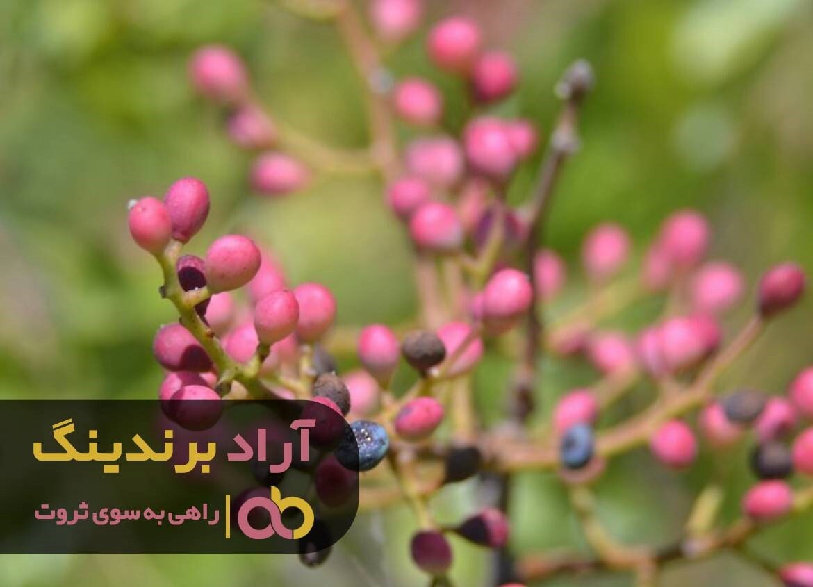 پخش گردو تویسرکان به سراسر ایران از سر گرفته شد پخش گردو تویسرکان به سراسر ایران از سر گرفته شد