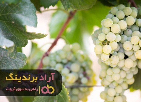 انگور سفید درمان انواع درد های مزمن