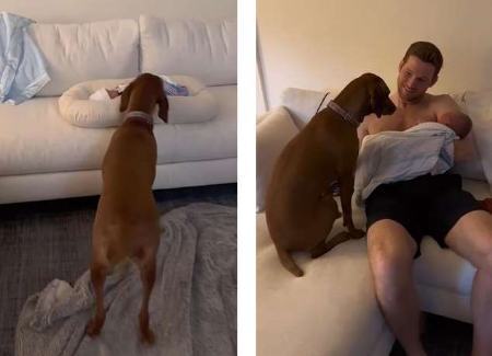 واکنش جالب سگ خانواده به دیدن نوزاد ۳روزه (+عکس)