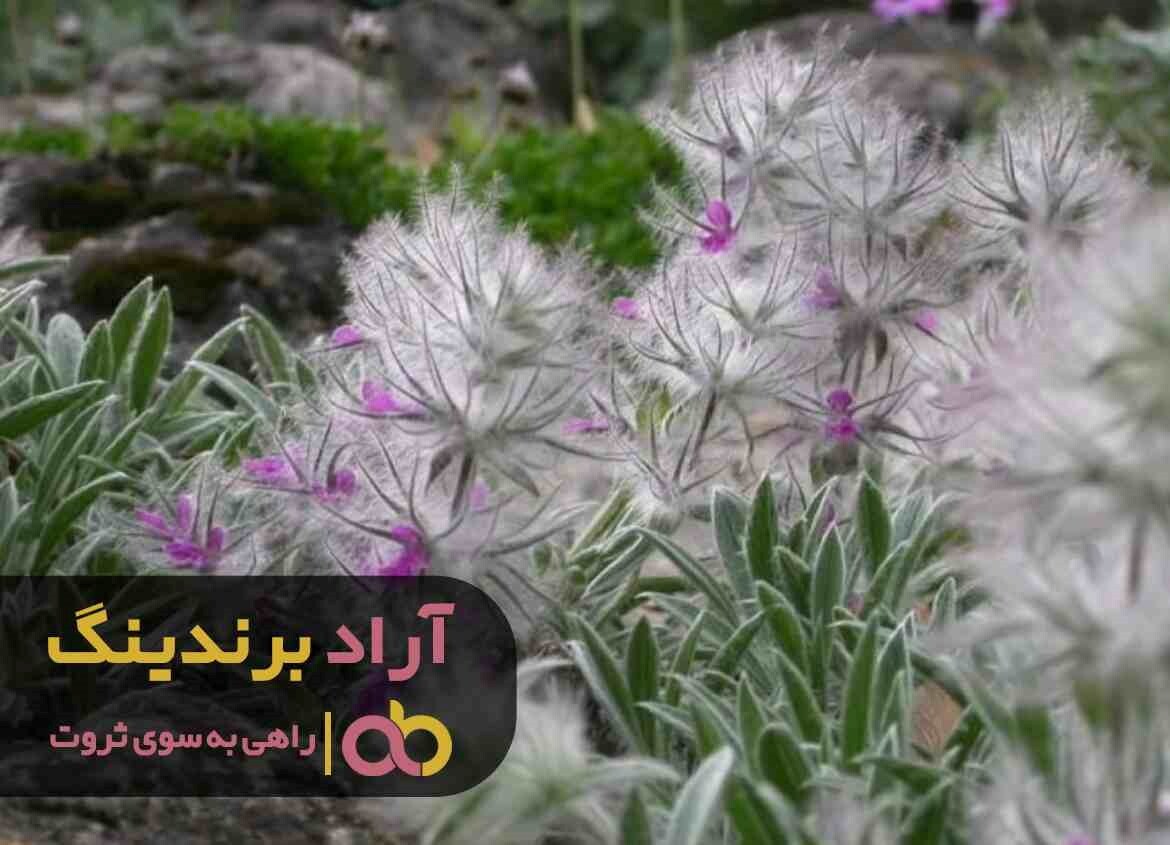 چای کوهی اصل در ایران تولید می شود