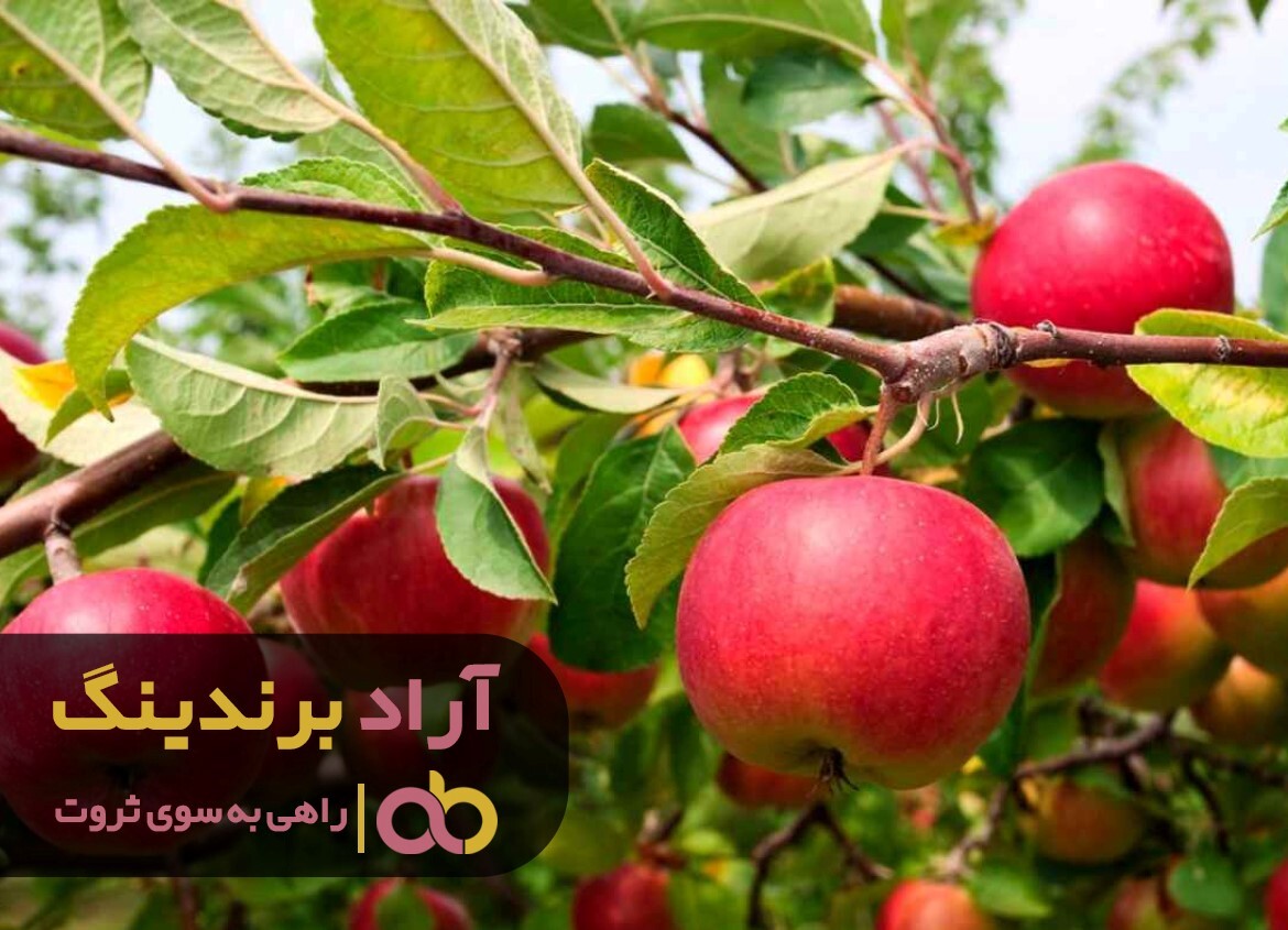سیب درختی اشنویه طعم بی نظیری دارد