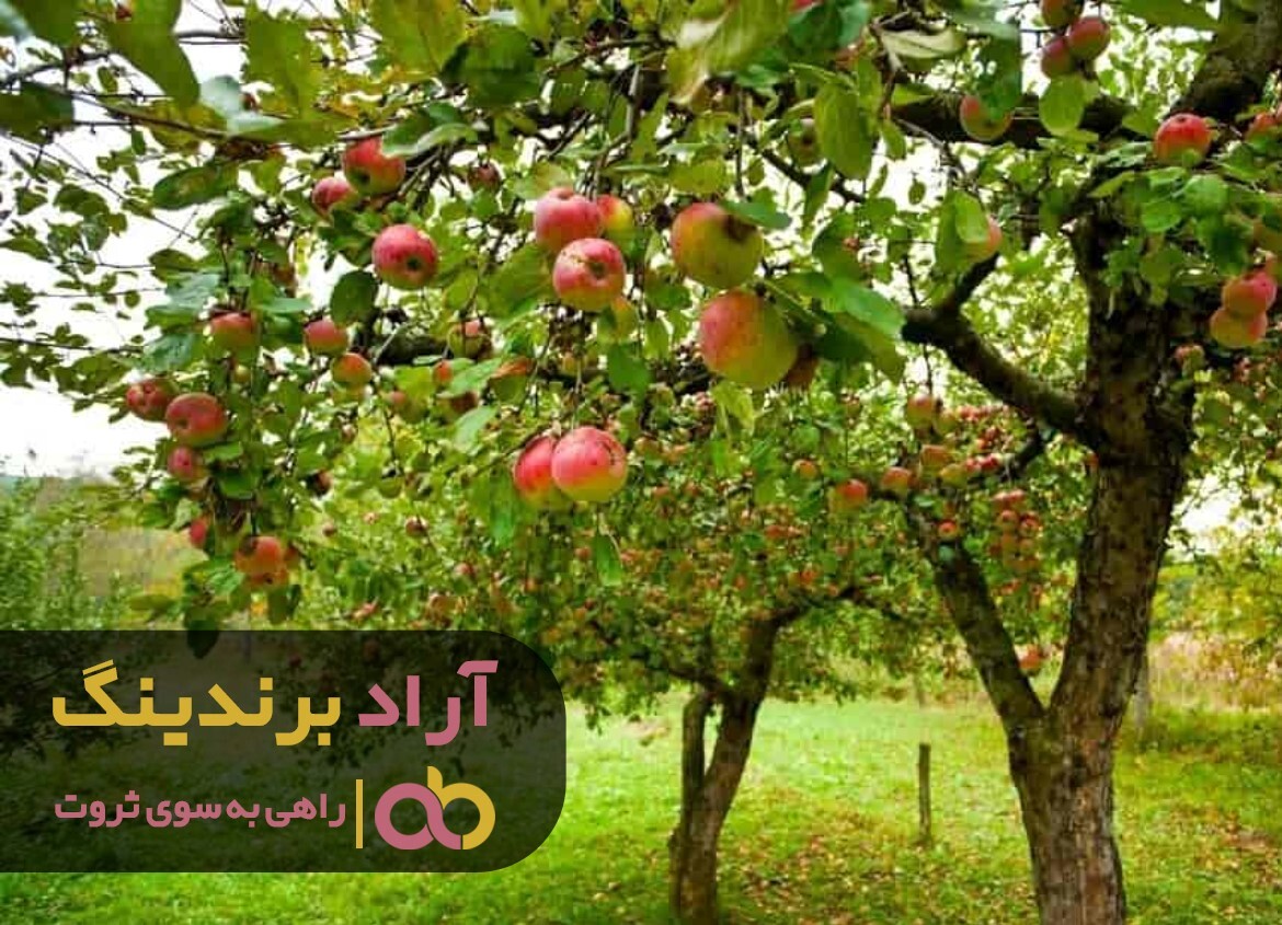 کیفیت لوله خرطومی تبریز افزایش یافت