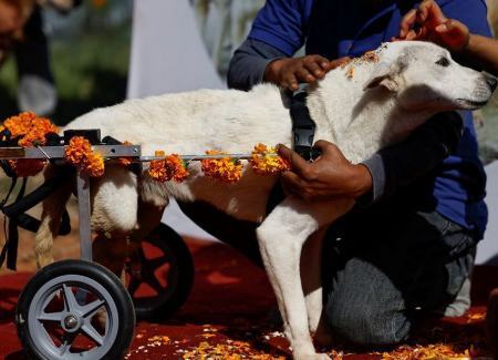 جشنواره قدردانی از سگ‌ها در نپال (+عکس)
