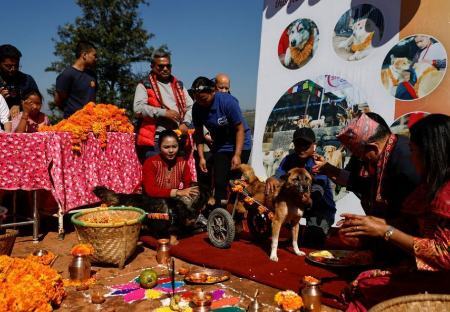 جشنواره قدردانی از سگ‌ها در نپال (+عکس)