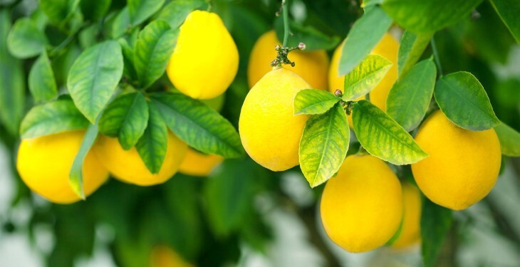 بهترین رژیم غذایی که به رشد موها کمک خواهد کرد