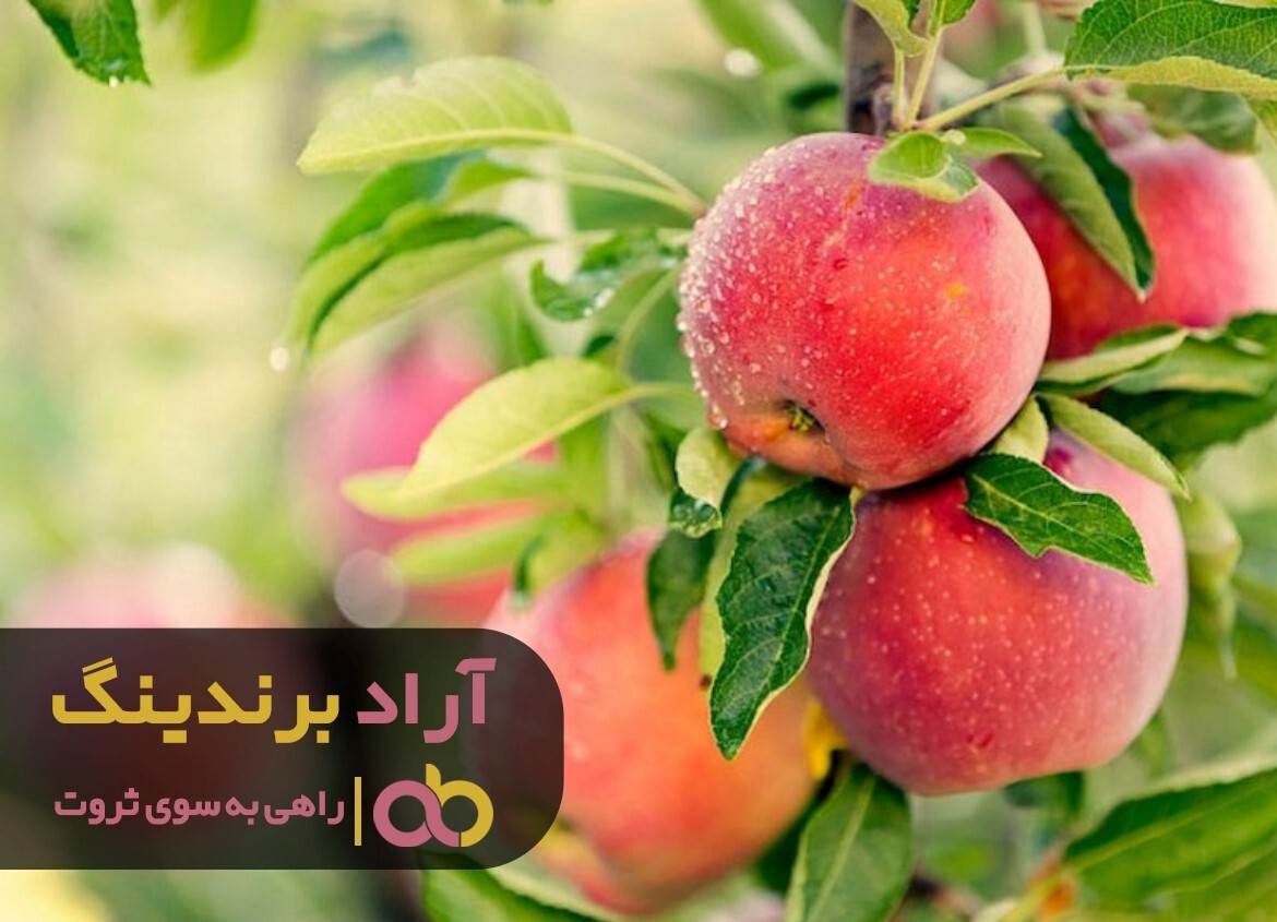قیمت ماکارونی شکل دار رو به افزایش است