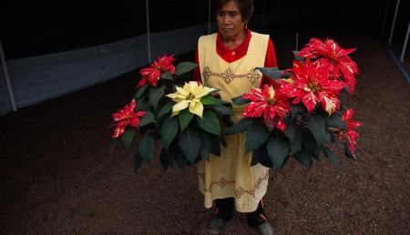 بازار داغ گل کریسمس در مکزیک (+عکس)