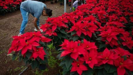 بازار داغ گل کریسمس در مکزیک (+عکس)