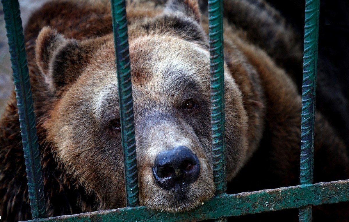 ببینید | آلبانی؛ نجات یک خرس که ۲۰ سال زندانی یک رستوران بود