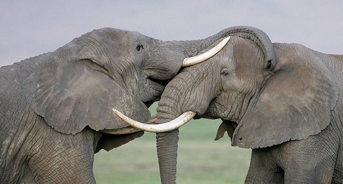 ببینید | نبرد دو فیل سنگین وزن برای ریاست