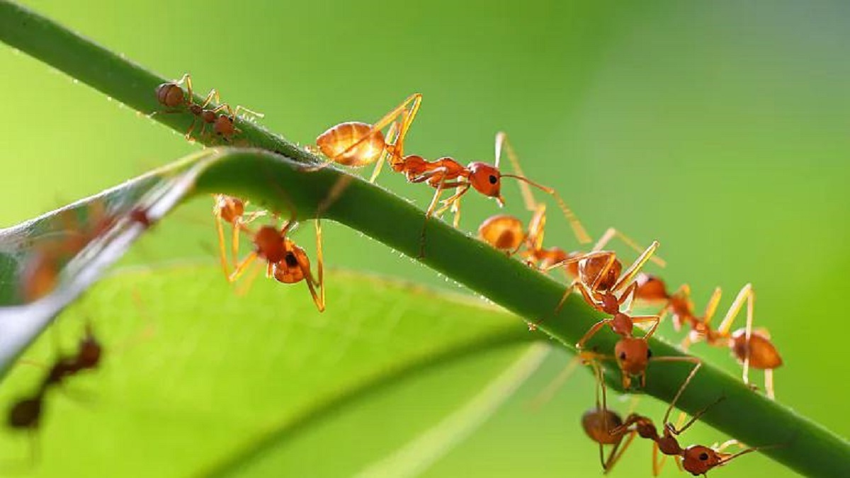 دانشمندان رابطه جنسی «عجیب» مورچه «دیوانه» را کشف کردند