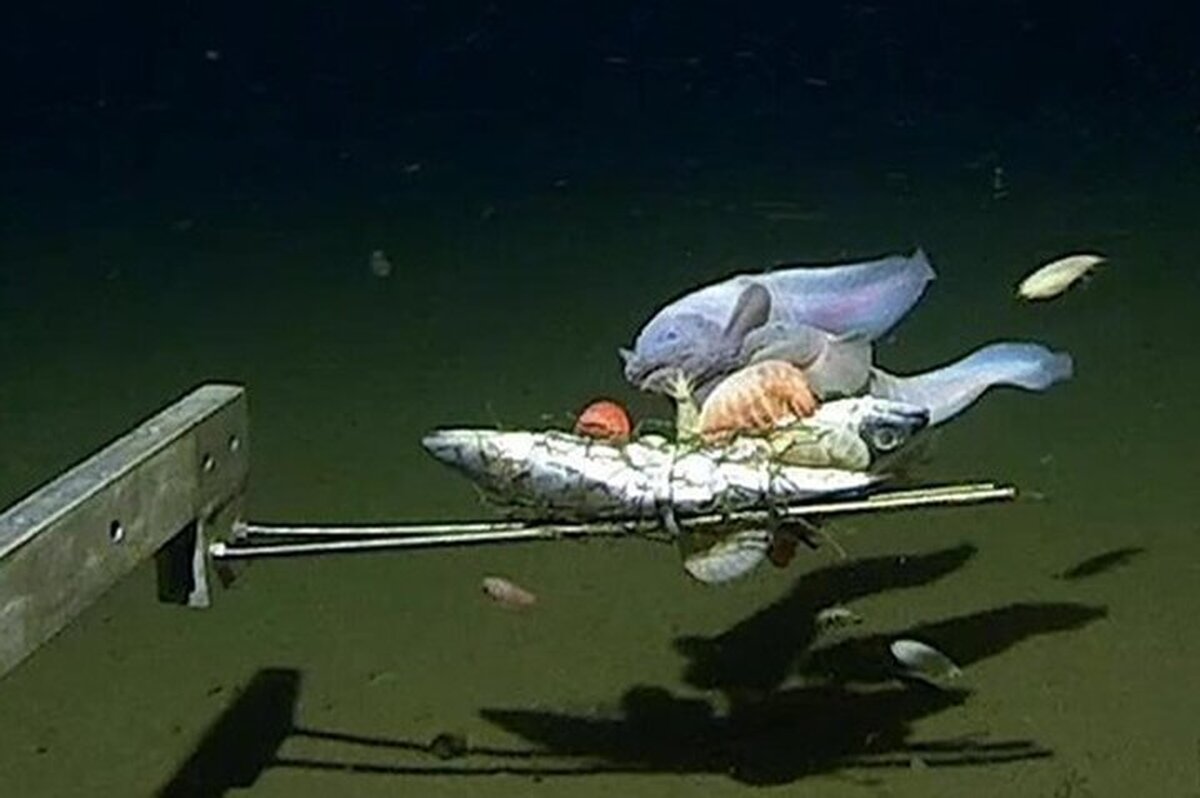 ببینید | کشف یک ماهی عجیب در عمق ۸۳۳۶ متری اقیانوس آرام