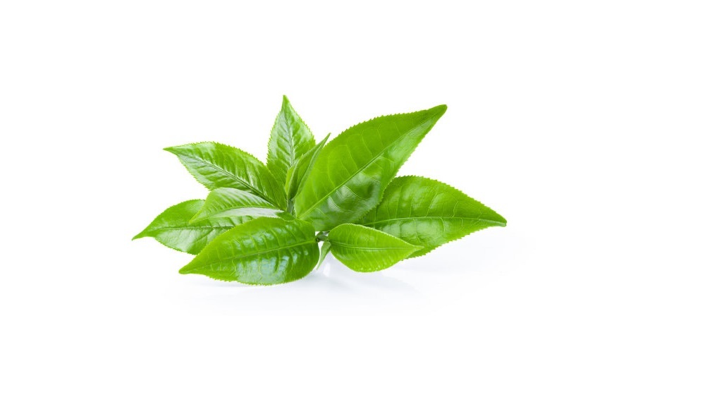 از مزایای ماسک صورت چای سبز تا روش تهیه