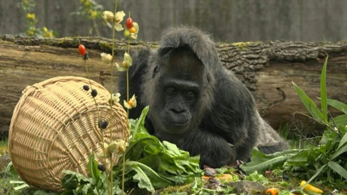 جشن تولد پیرترین گوریل باغ وحش جهان در ۶۶ سالگی