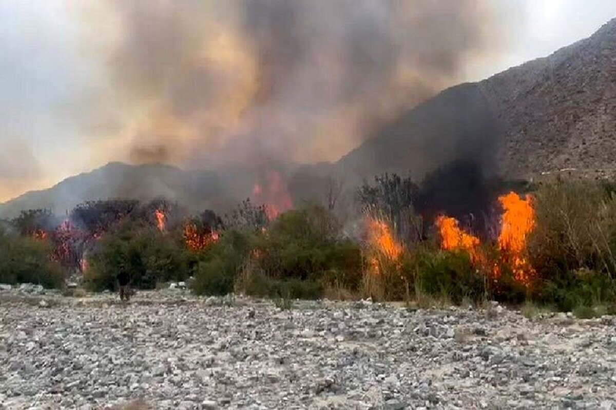 آتش سوزی در باغات مرکبات «میجان» در استان کرمان (ویدئو)