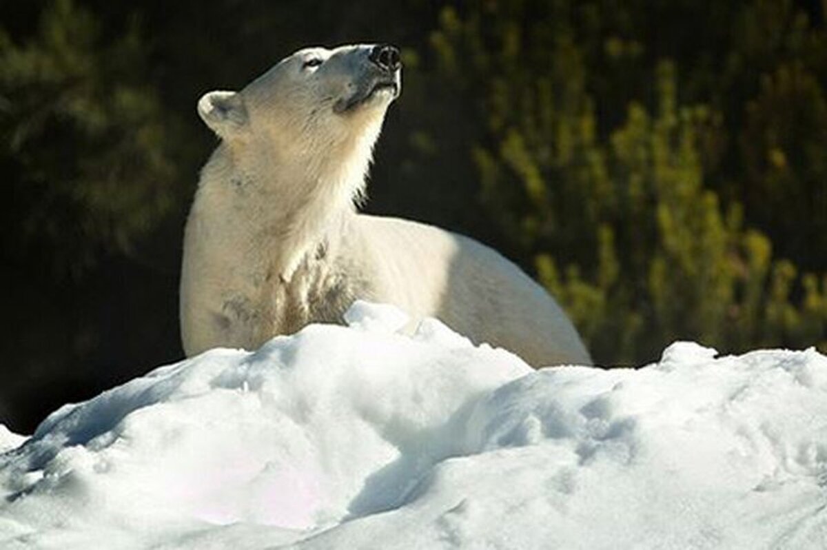 واکنش جالب خرس قطبی بعد از دیدن یخ در باغ‌ وحش (فیلم)