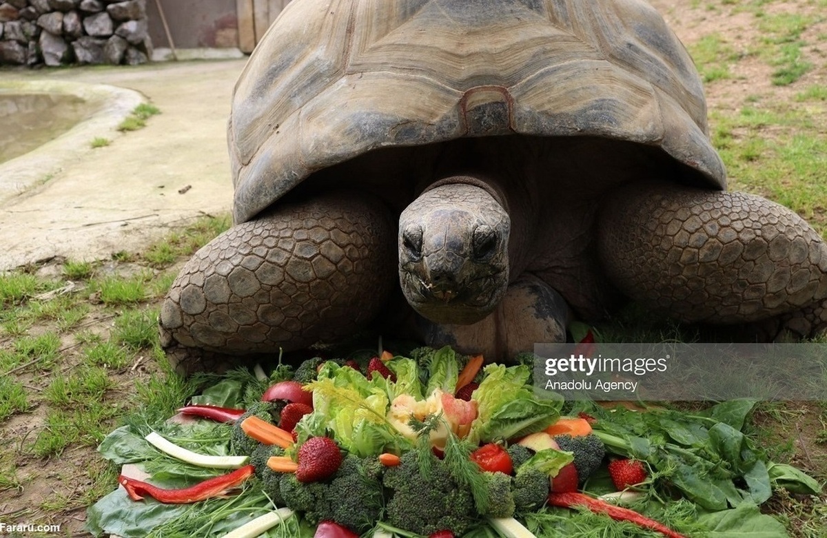 جشن تولد ۱۰۳ سالگی یک لاک‌پشت غول‌پیکر (عکس)