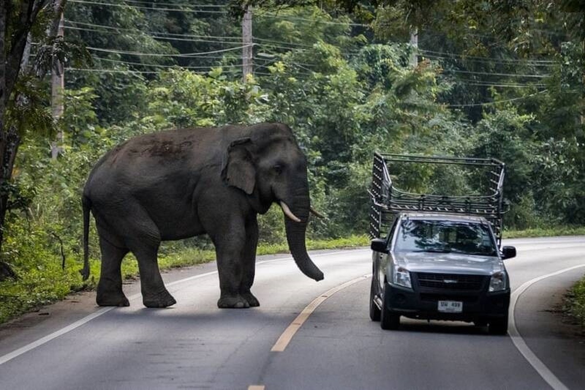 فیل غول‌پیکر جاده را به رانندگان بست (ویدئو)