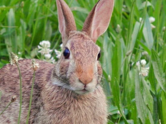 گوشت خرگوش در اسلام حرام است؟