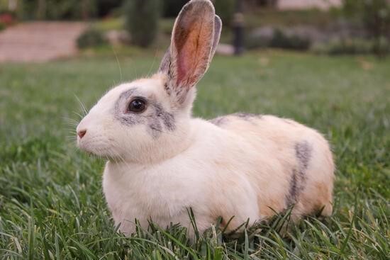 گوشت خرگوش در اسلام حرام است؟