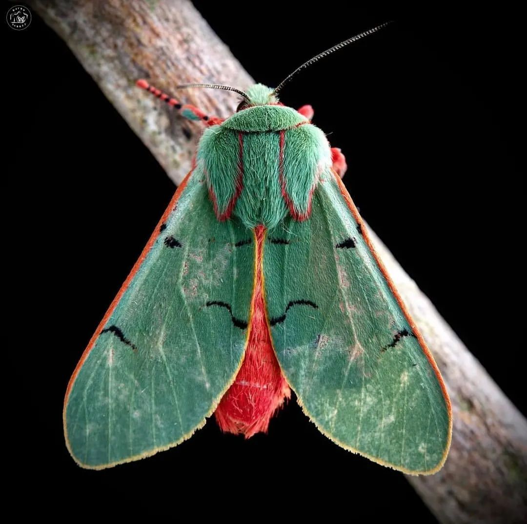 پروانه فوتمن چشمک زن (Chlorhoda albolimbata)