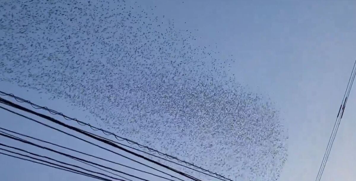 رفتار عجیب پرنده های ژاپنی پس از وقوع زلزله (فیلم)