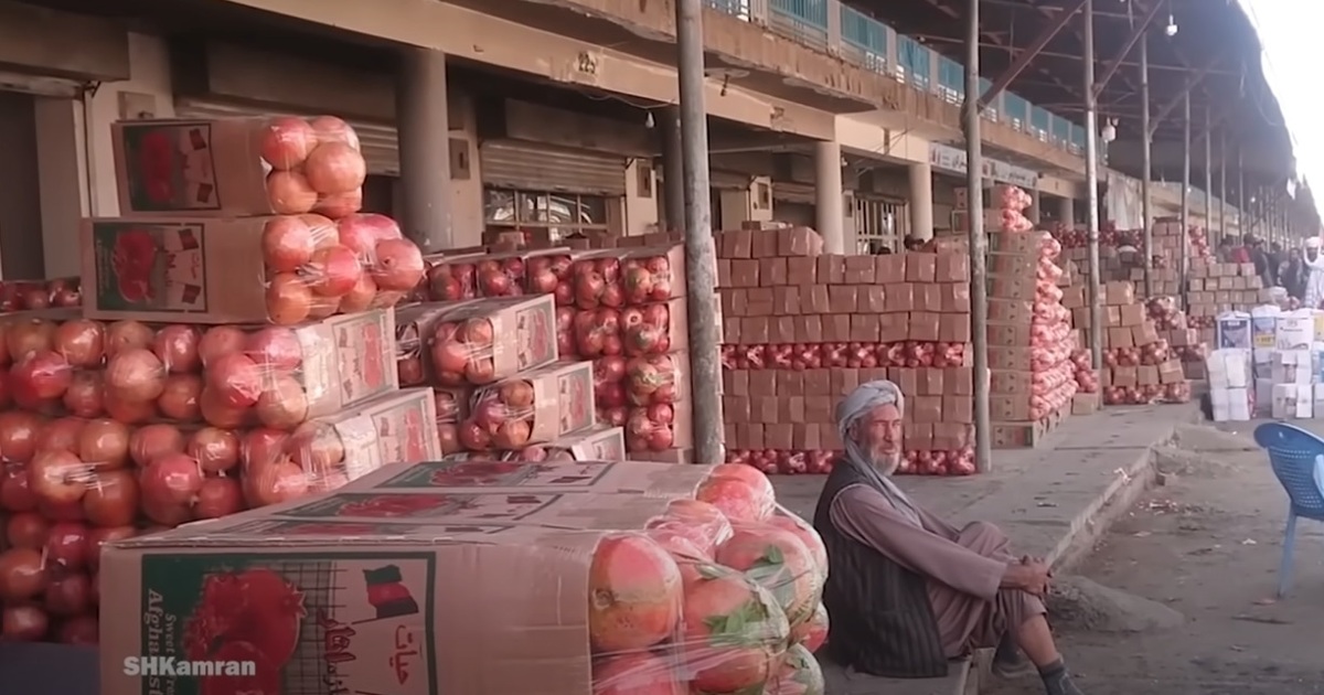 درباره انار افغانستان شنیده‌اید؟/ بزرگترین صادر کننده انار جهان را بشناسید (فیلم)