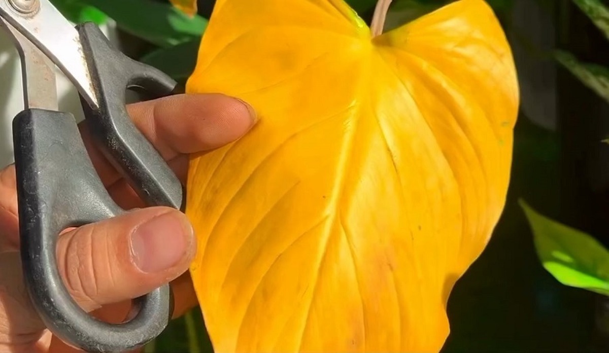 اشتباه درباره برگ زرد شده گیاهان خانگی (فیلم)