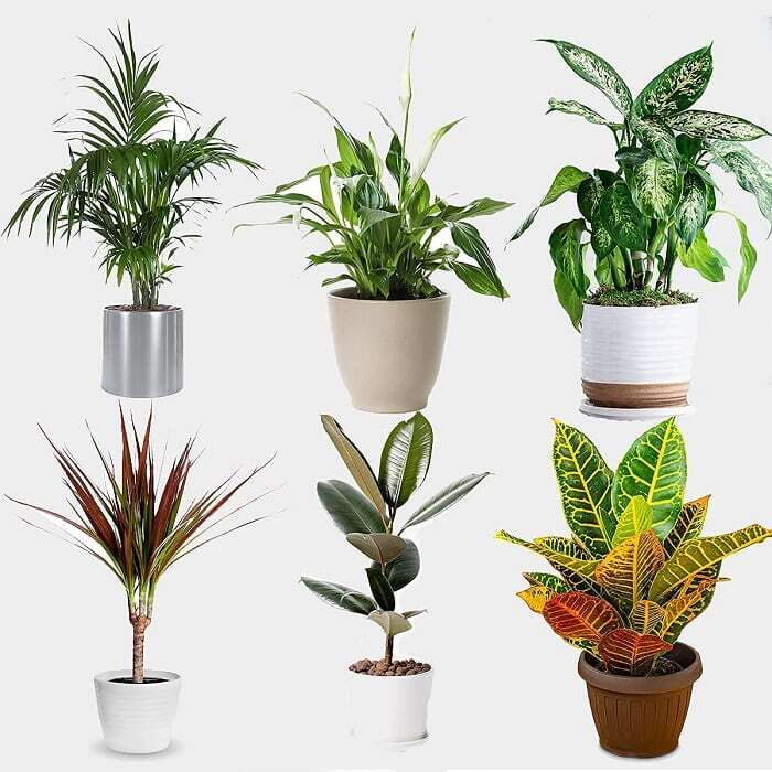 بهترین گیاهان برای هدیه دادن