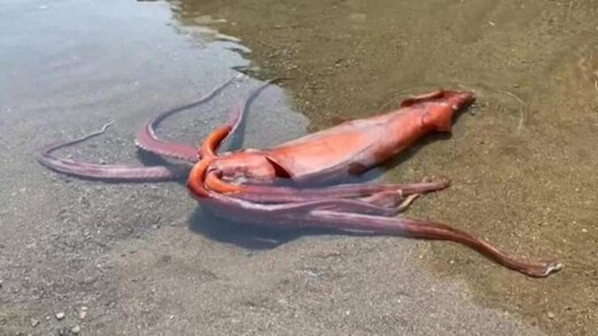 مشاهده ماهی مرکب غول‌پیکر ۳ متری در سواحل ژاپن (فیلم)