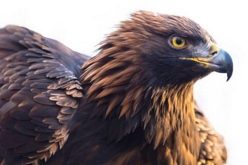 مقایسه تخصصی عقاب و شاهین از ظاهر تا قدرت آن ها