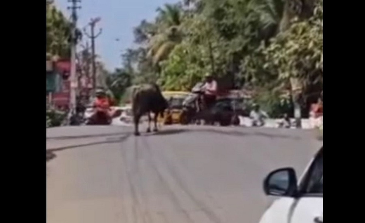 حمله گاو خشمگین به مردم وسط خیابان (فیلم)