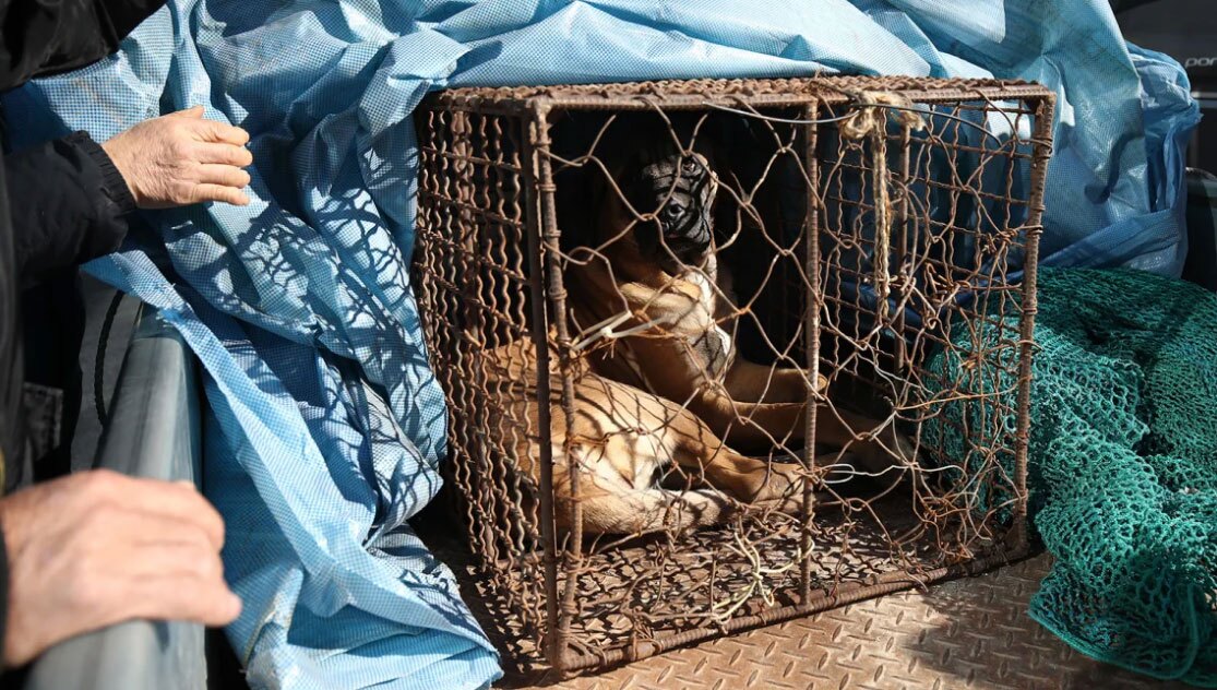 بالاخره صنعت گوشت سگ در کره جنوبی ممنوع شد