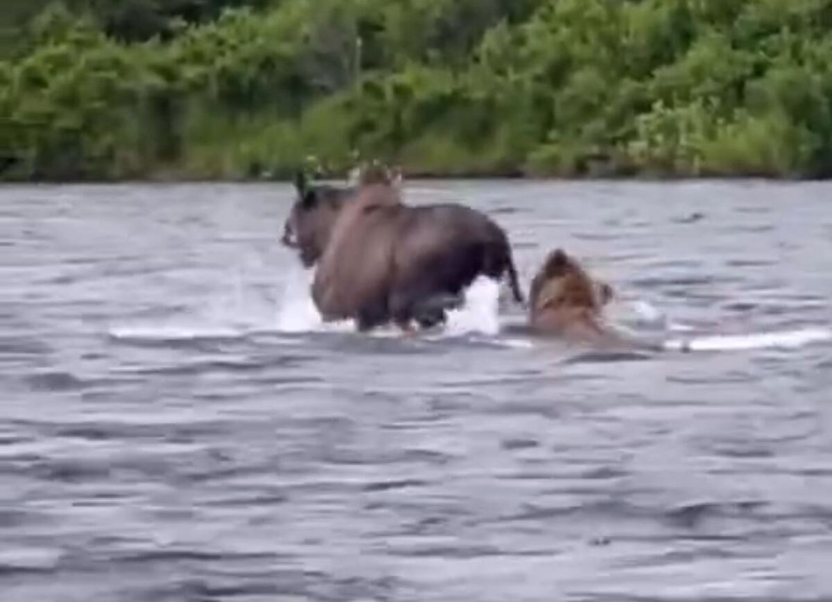 خرس توانست یک گوزن بزرگ را در داخل آب شکار کند (فیلم)