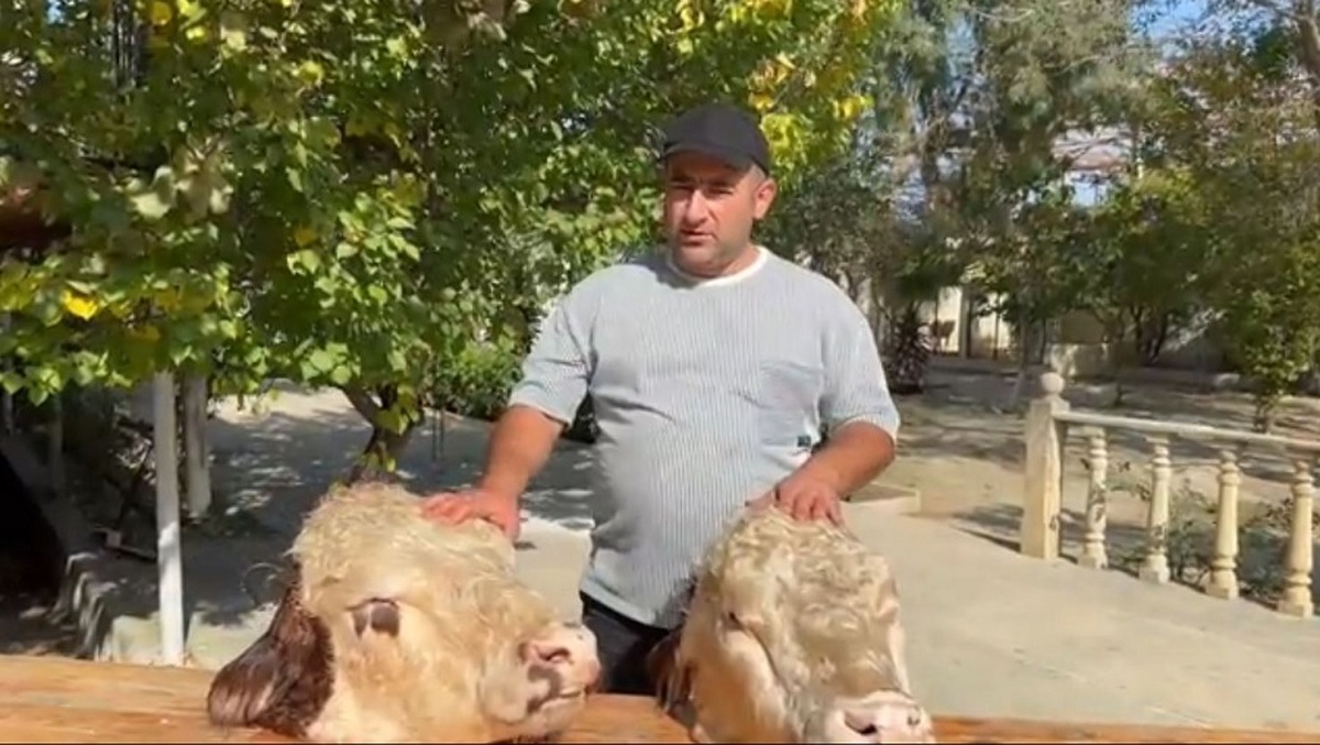 طبخ دو کله پاچه بزرگ گاو توسط آشپز آذربایجانی (فیلم)