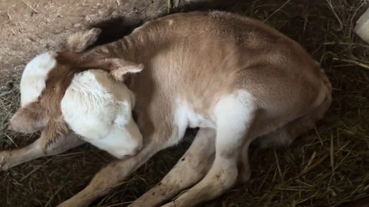 تولد یک گوساله با دو سر در گرجستان (فیلم)