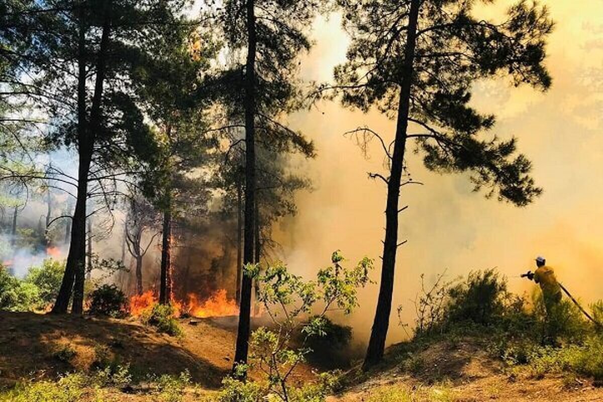رییس منابع طبیعی آستارا: آتش سوزی جنگل‌های آستارا مهار شد