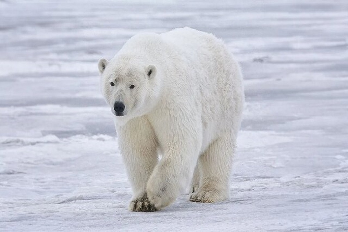 ساخت پارچه‌ای فوق سبک و عایق با الهام از خرس قطبی