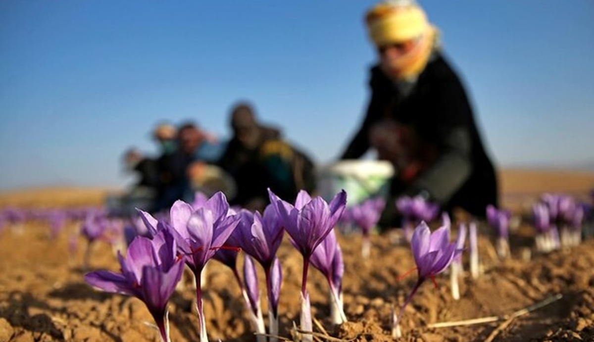 کمبود زعفران ایرانی و تاثیر آن در غذاهای جهانی