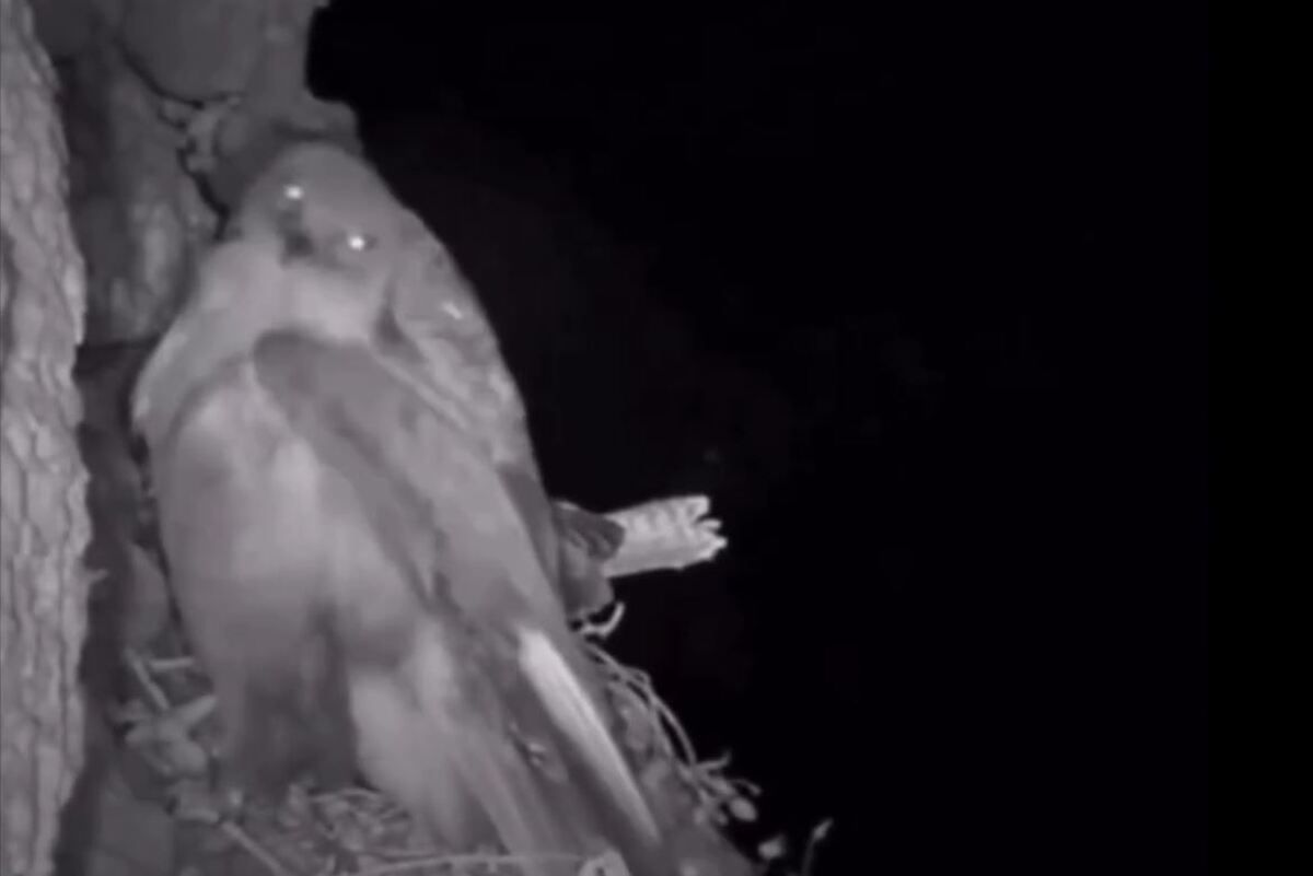 شکار حیرت انگیز عقاب در شب توسط جغد (فیلم)