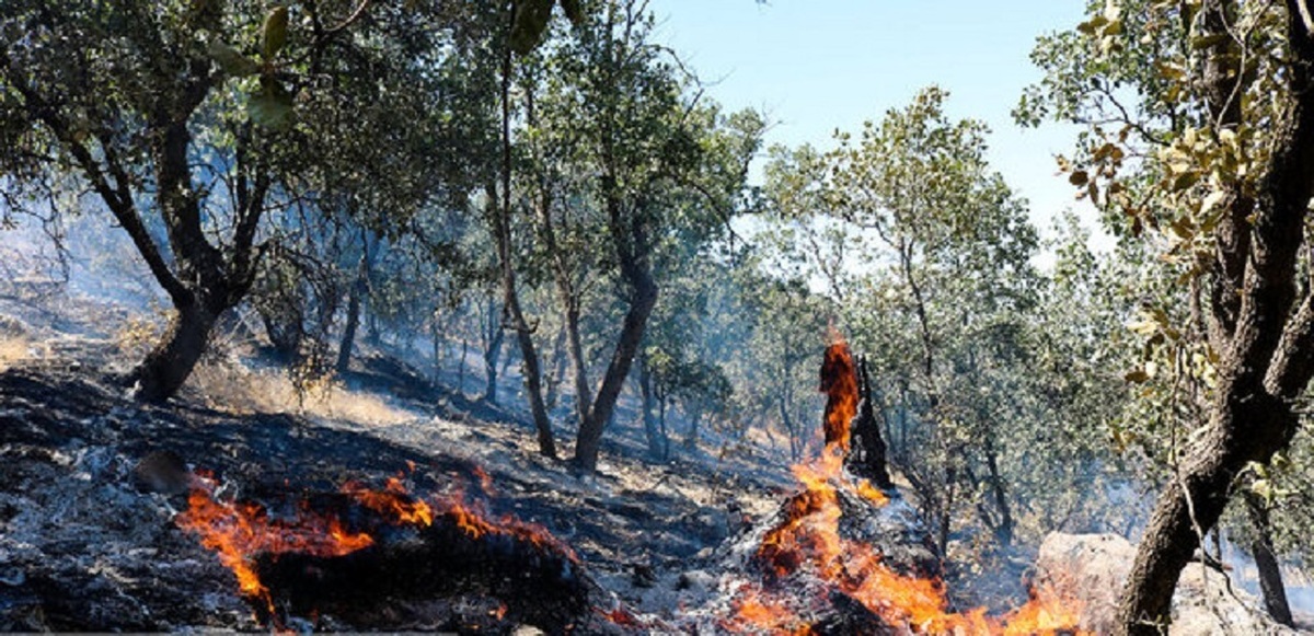 آتش‌سوزی در ۷۳۶ هکتار از مناطق چهارگانه محیط زیستی از ابتدای سال تاکنون
