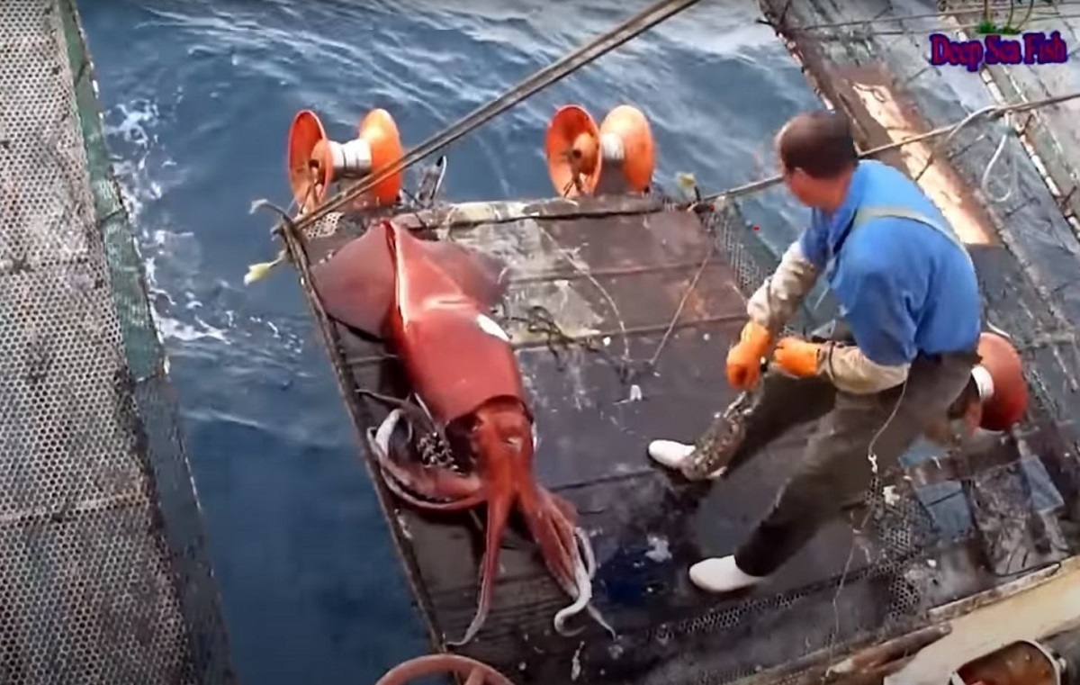 نحوه صید ماهی مرکب های بزرگ و غول پیکر (فیلم)