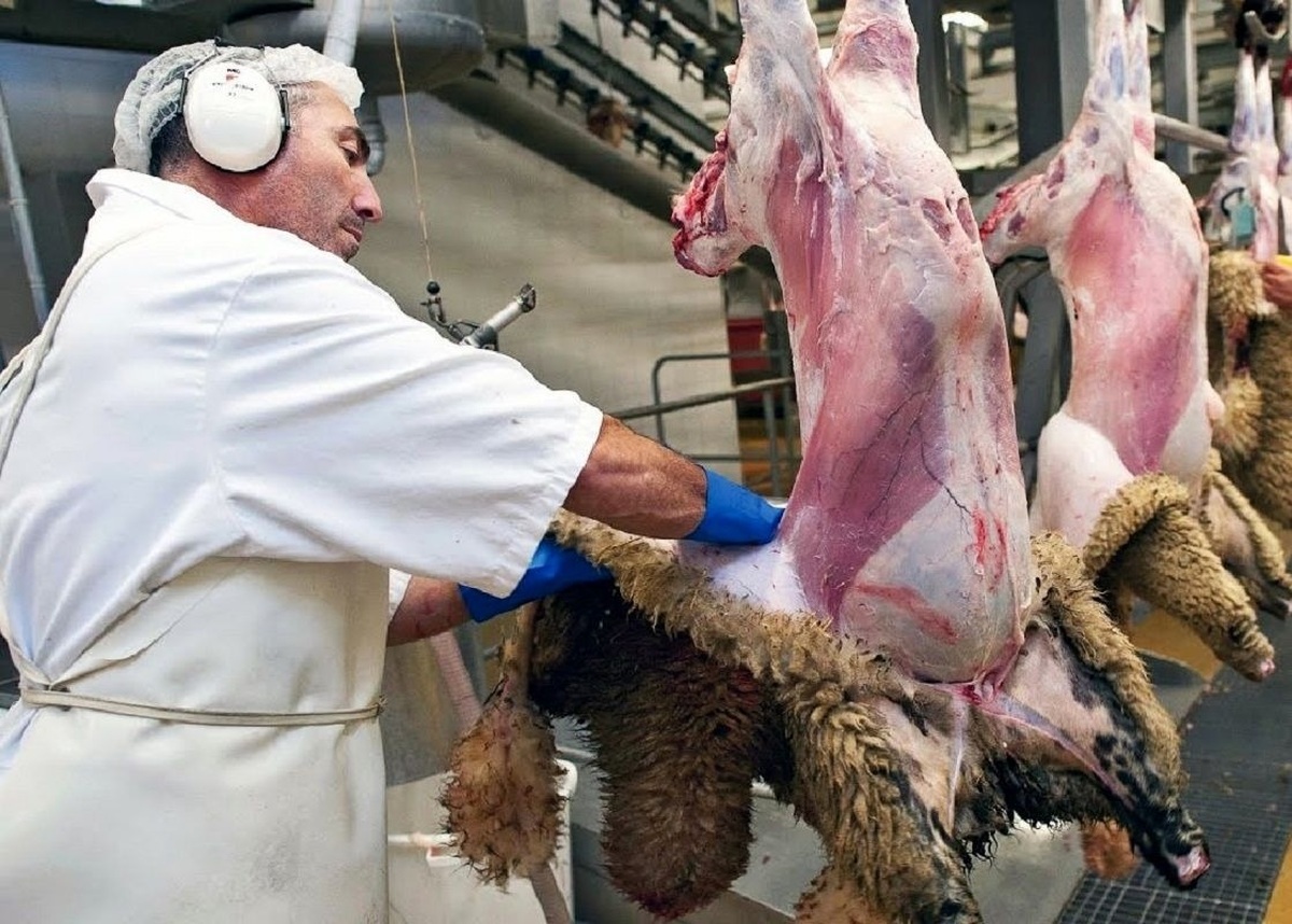 کارخانه ها چگونه هزاران گوسفند را برش و بسته بندی می کنند (فیلم)