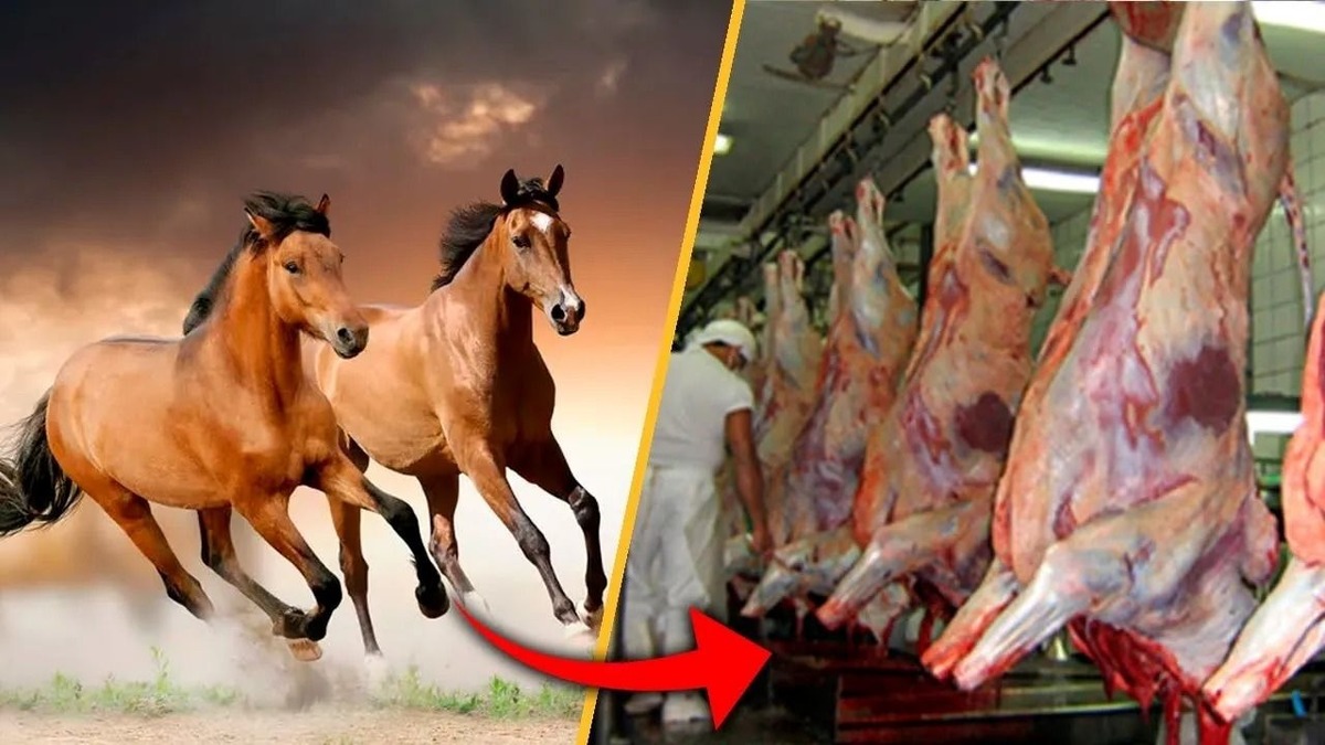 برزیلی ها چگونه گوشت هزاران اسب وحشی را در کارخانه بسته بندی می کنند؟ (فیلم)