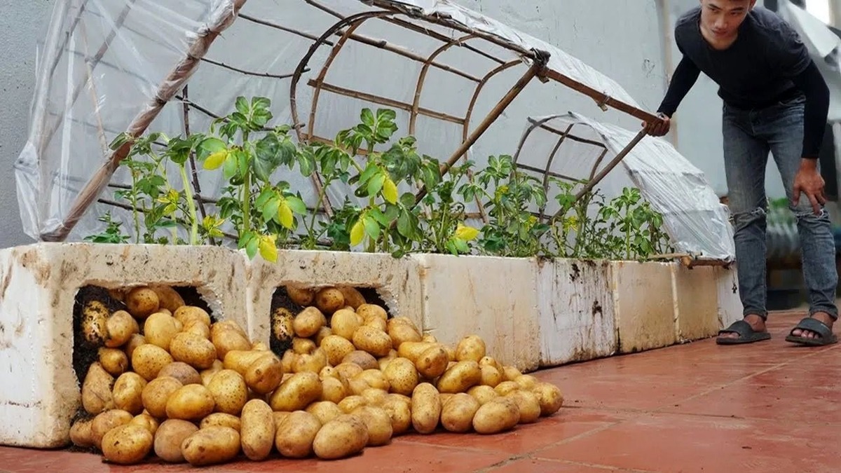 چگونه 2 کیلو سیب زمینی را در یونولیت پرورش دهیم و 25 کیلو برداشت کنیم؟ (فیلم)