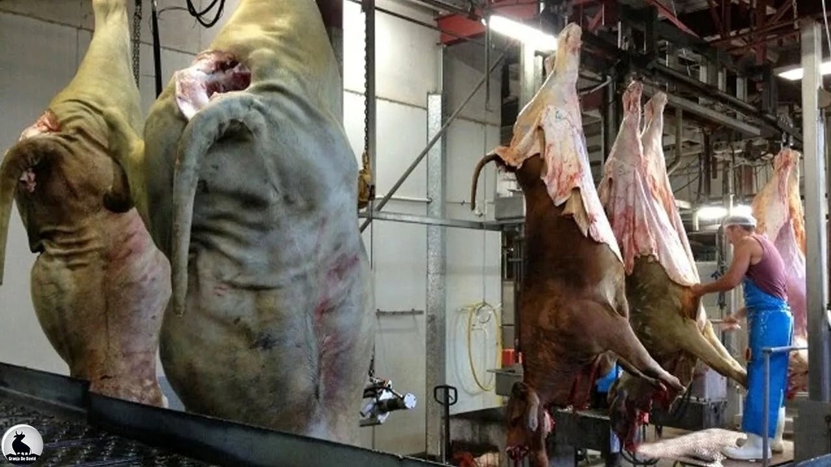 چگونه هزاران اسب وحشی در کارخانه سلاخی و گوشت شان بسته بندی می شود؟ (فیلم)