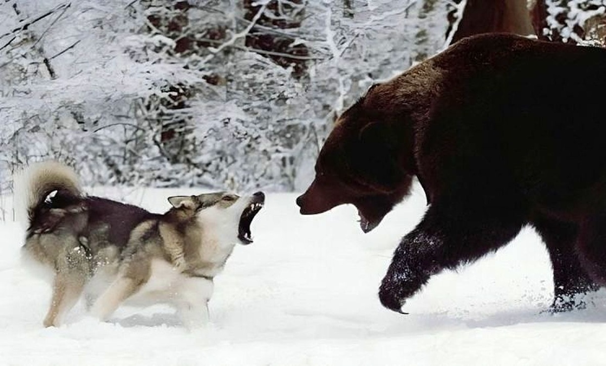 پناه بردن یک خرس از ترس گرگ های وحشی به بالای درخت (فیلم)